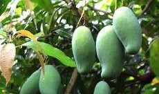 南宁芒果树爆料视频曝光,南宁芒果树爆料视频引发热议