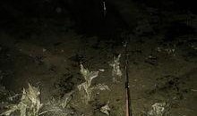 爆料钓鱼最好的方法视频,视频教你轻松掌握最佳钓鱼技巧