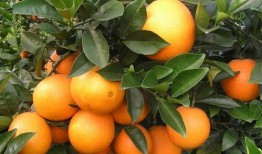 老橙子最新爆料新闻视频,最新爆料新闻视频深度解析