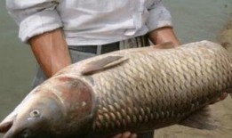 新瓜最新爆料钓鱼视频大全,钓鱼视频大全深度解析