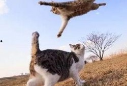娱乐吃瓜猫捉鸟小说,娱乐吃瓜界的甜蜜陷阱
