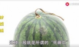 苏州网红吃瓜,揭秘城市美食新潮流