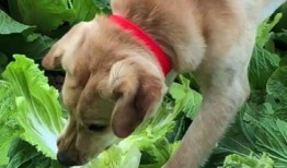 白菜狗最新爆料,娱乐圈最新爆料大起底！