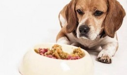 白菜狗最新爆料,娱乐圈最新爆料大起底！