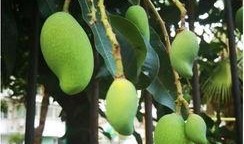 南宁芒果树爆料视频曝光,南宁芒果树爆料视频引发热议