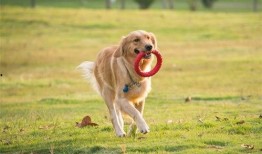 关于狗的爆料视频,视频爆料揭露不为人知的秘密