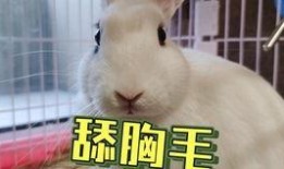 网红兔兔抖音吃瓜是真的吗