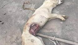 关于狗的爆料视频,视频爆料揭露不为人知的秘密