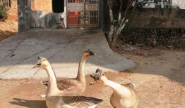 吃瓜鹅娱乐公司,揭秘娱乐圈幕后那些事儿