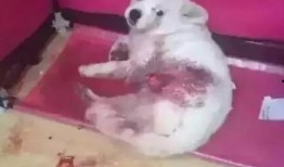 关于狗的爆料视频,视频爆料揭露不为人知的秘密