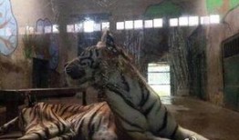 天津动物园爆料视频下载,萌宠瞬间，下载观看