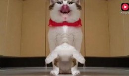 七彩猫吃瓜视频大全免费观看,免费观看视频大全，笑料横生，欢乐无限