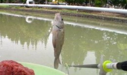 新瓜最新爆料钓鱼视频大全,钓鱼视频大全深度解析