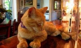 七彩猫吃瓜视频大全免费观看,免费观看视频大全，笑料横生，欢乐无限