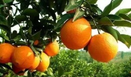 老橙子最新爆料新闻视频,最新爆料新闻视频深度解析