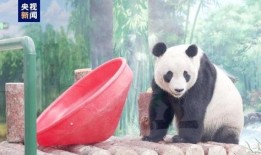 天津动物园爆料视频下载,萌宠瞬间，下载观看